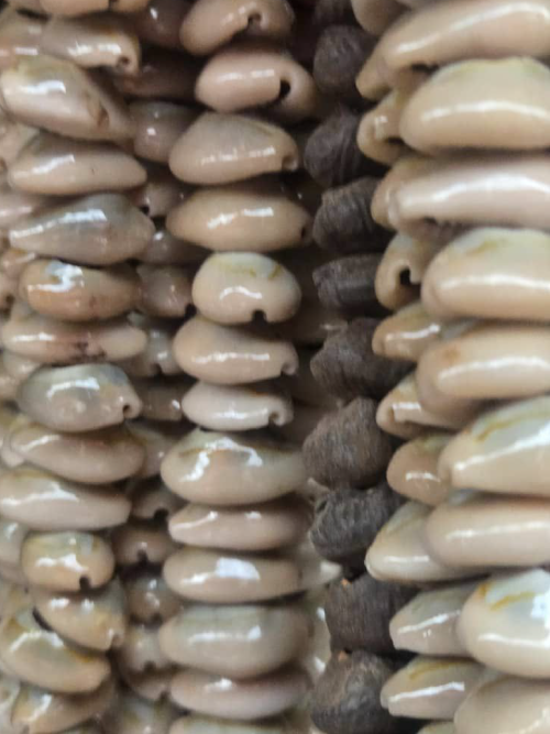 Cowrie Shell Strands