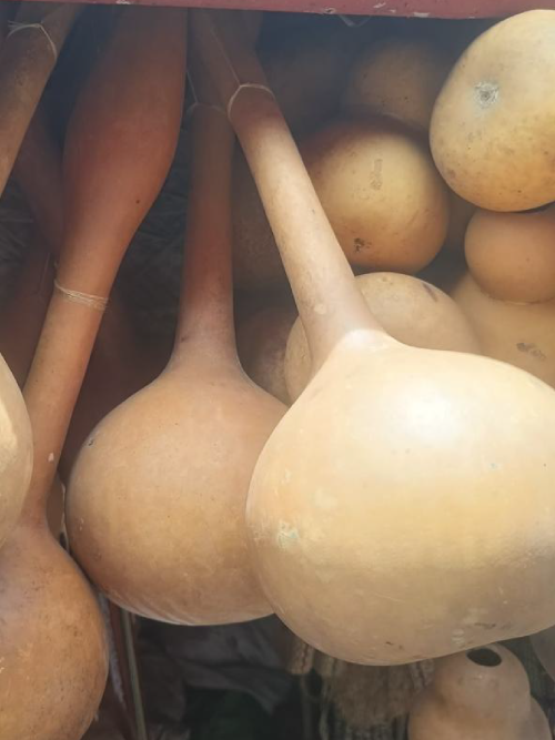Long-Neck Calabash Gourds