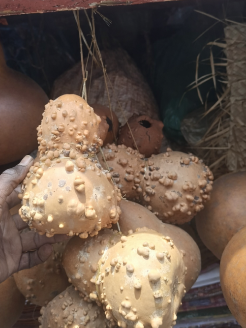 Warted Ritual Gourds